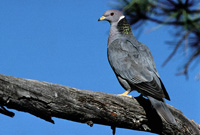 Band-tailed Pigeon b13-38-050